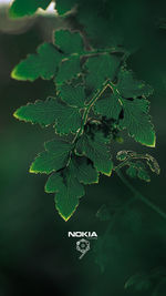 High angle view of leaves on plant