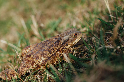 Close-up of lizard on land