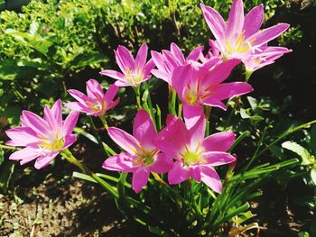 flowering plant