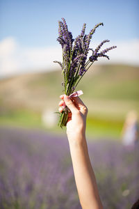 Midsection of person holding purple flowering plant on field