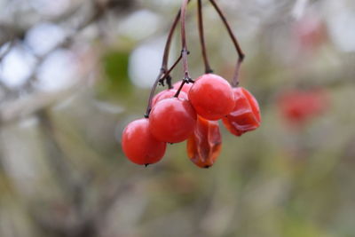 Close-up of red berries growing on tree