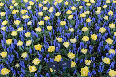 Full frame shot of purple tulip