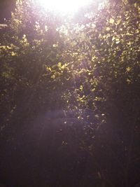Trees growing in sunlight