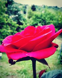 Close-up of red rose