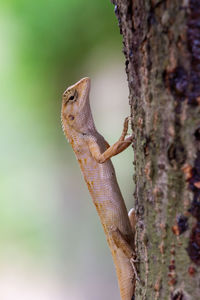 Close-up of lizard on tree trunk