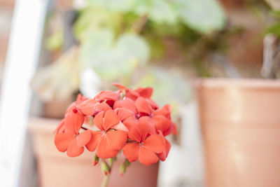 Close-up of pink flowering plant