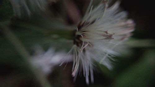 Close-up of fresh dandelion flower