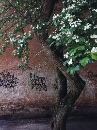 Close-up of text on tree trunk against wall