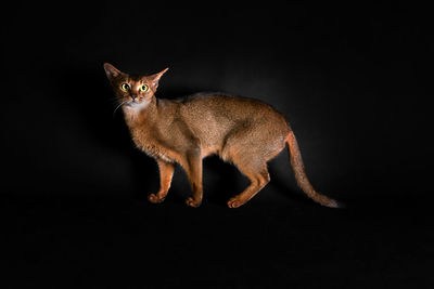 Portrait of cat against black background