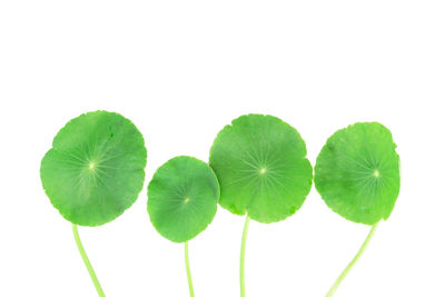 Close-up of green leaves against white background