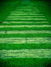 Trees on grassy field