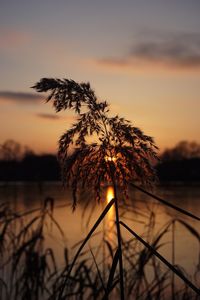 Silhouette tree by lake against sky during sunset