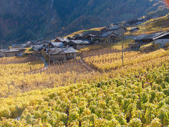 High angle view of vineyard and houses in village