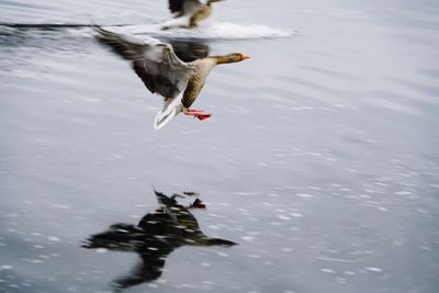 Greylag geese flying over lake