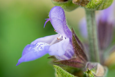 Close-up of purple sage flower