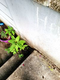 High angle view of flowering plants by wall