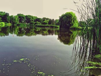 Reflection of trees in water