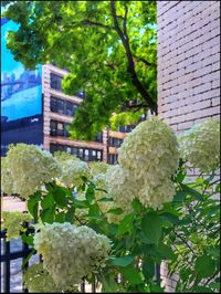 Flowers growing on tree