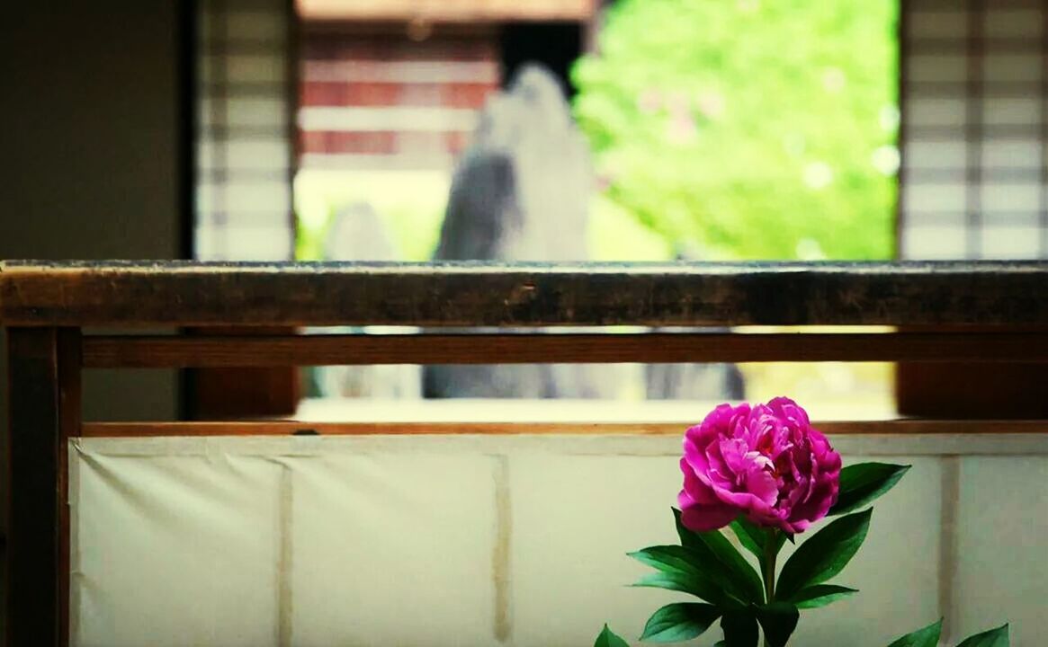 flower, focus on foreground, close-up, plant, fragility, pink color, petal, growth, freshness, indoors, flower head, built structure, beauty in nature, nature, potted plant, selective focus, window, house, architecture, day