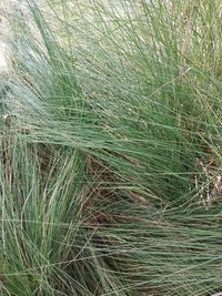 Full frame shot of bamboo on field