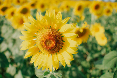 Close-up of yellow sunflower