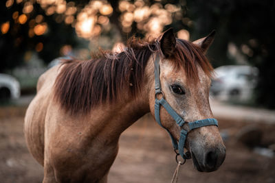 Close-up of horse in ranch