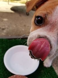 Close-up portrait of dog sticking out tongue