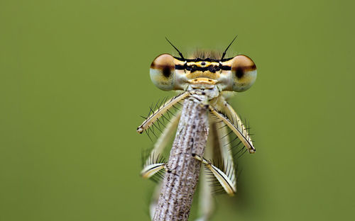 Close-up of insect