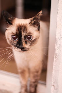 Close-up portrait of cat