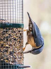 Close-up of bird eating food