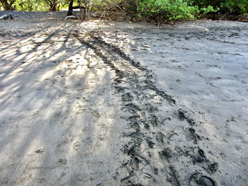 High angle view of footpath on field