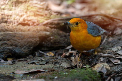 Close-up of bird perching on a field