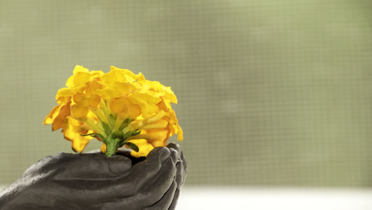 CLOSE-UP OF YELLOW FLOWER BOUQUET IN VASE ON PLANT