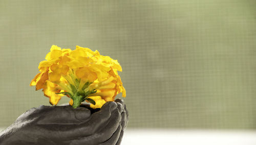 Close-up of yellow flower bouquet in vase