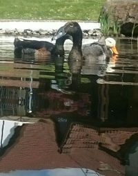 Reflection of trees in water