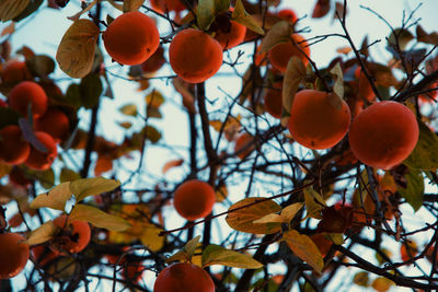 Low angle view of persimmons on tree