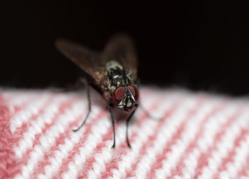 Macro shot of fly