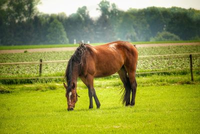 Horse standing in ranch