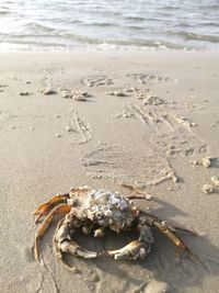 Close-up of crab on beach