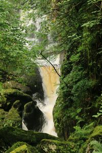 Stream flowing through forest