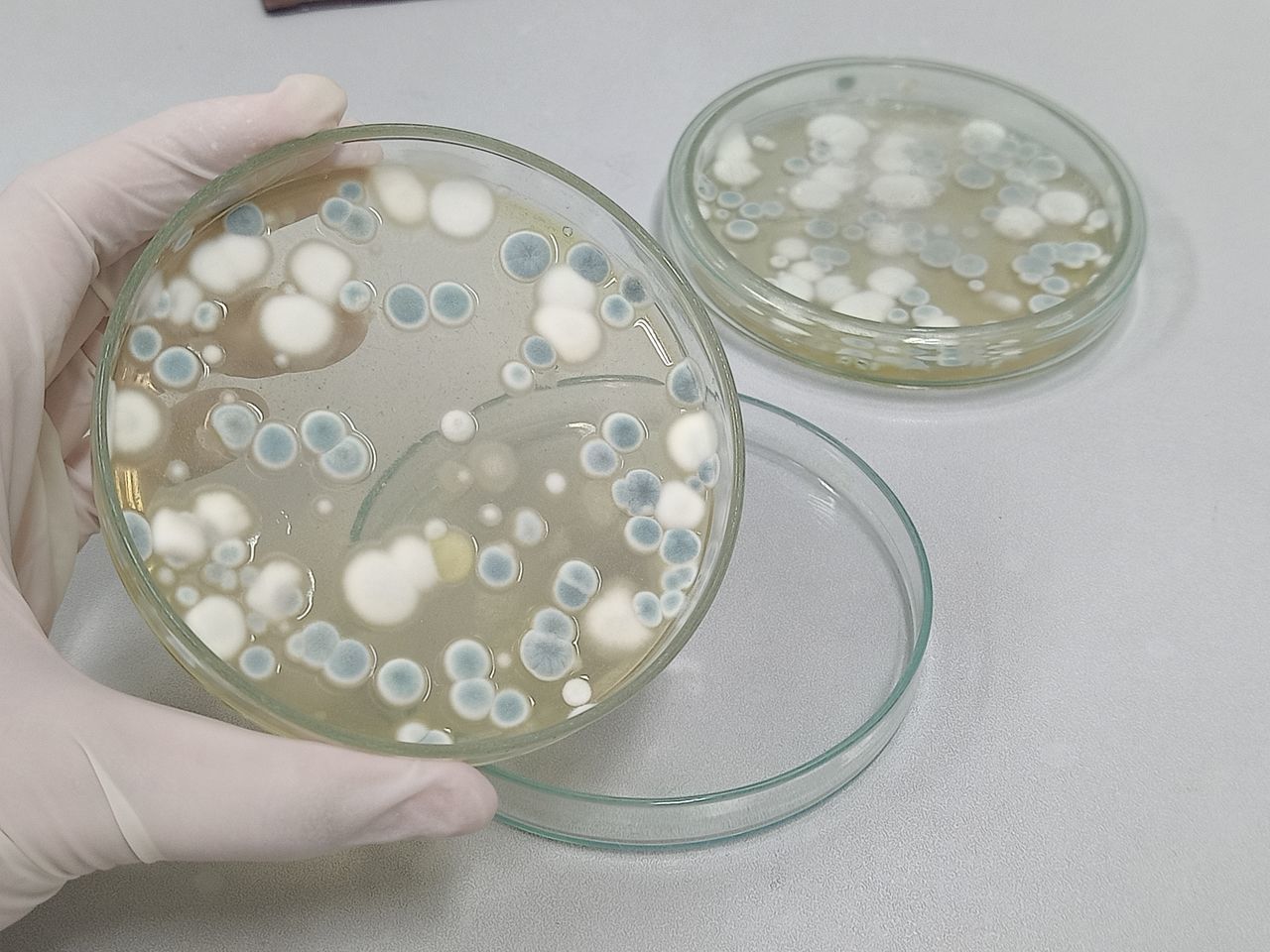 hand, indoors, one person, science, healthcare and medicine, research, holding, lighting, scientific experiment, biology, education, laboratory, high angle view, petri dish, occupation, adult