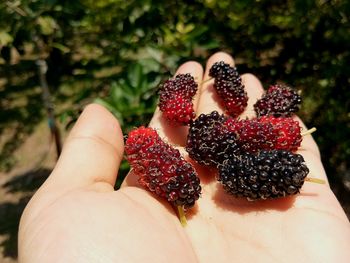 Midsection of person holding strawberry