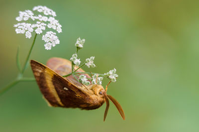 Close-up of butterfly pollinating on flower