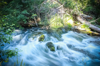 Stream flowing through forest