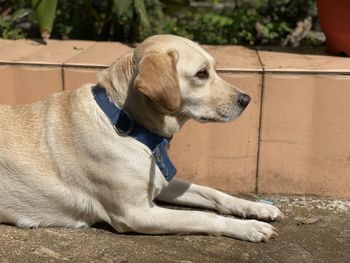 Close-up of a dog looking away