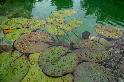 High angle view of lily pads in lake