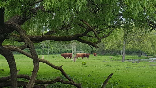 Horse grazing on field