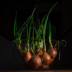 Close-up of vegetables on table against black background