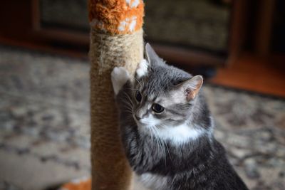 Close-up of a cat looking away