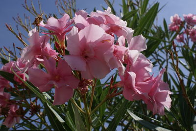 Close-up of pink cherry blossoms